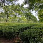 Tea plantations in Assam. Photo: rujanitea/Instagram
